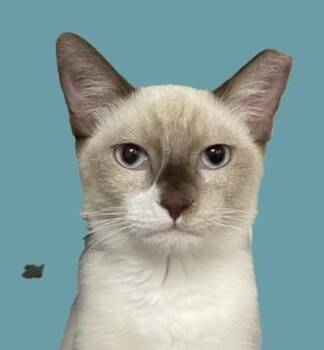 Kenny Cougar -  Domestic Short Hair Cat for Adoption in Chandler, Arizona - Kenny Cougar | PetCurious