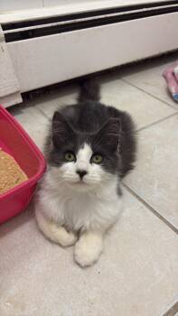 Domestic Long Hair Cats Available for Adoption in Montclair, New Jersey - Dezi | PetCurious