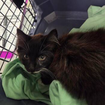 Diego -  Domestic Long Hair Cat for Adoption in Charleston, West Virginia - Diego | PetCurious