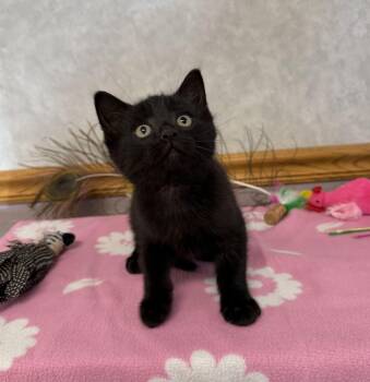 Domestic Short Hair Cats Available for Adoption - Bluebird | PetCurious