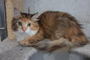 Cassie -  Domestic Long Hair Cat for Adoption in Creston, Iowa - Cassie | PetCurious