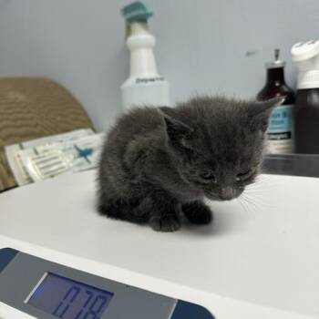 Blue -  Domestic Short Hair Cat for Adoption in Indianapolis, Indiana - Blue | PetCurious