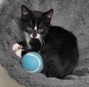 Sugar Beans -  Domestic Short Hair Cat for Adoption in Bloomington, Indiana - Sugar Beans | PetCurious