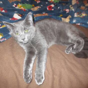 Rescue Domestic Short Hair Cats for Adoption in Harrisburg, Pennsylvania - Bluebell | PetCurious