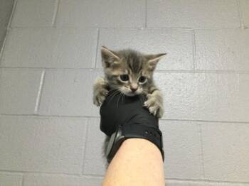 Domestic Short Hair Cats Available for Adoption in Thousand Palms, California - A1918442 | PetCurious