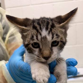 Valentino -  Domestic Medium Hair Cat for Adoption in Murray, Utah - Valentino | PetCurious