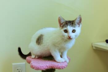 Domestic Short Hair Cats Available for Adoption in Urbana, Ohio - Camilla | PetCurious