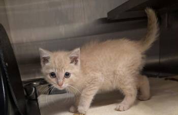 Boris -  Domestic Short Hair Cat for Adoption in South Bend, Indiana - Boris | PetCurious