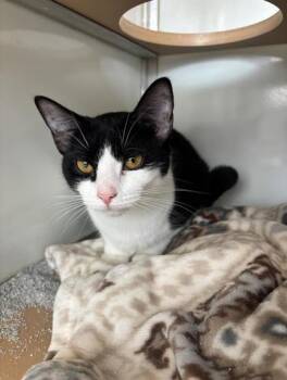 Domestic Short Hair Cats Available for Adoption in Pendleton, Oregon - Miss Strawberry | PetCurious