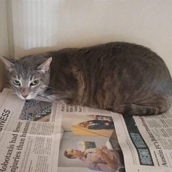 Reina -  Domestic Short Hair Cat for Adoption in Riverwoods, Illinois - Reina | PetCurious
