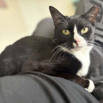 Rescue Domestic Short Hair Cats for Adoption in Fairfax, Virginia - Skinny | PetCurious