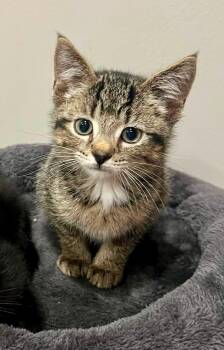Babe Ruth -  Domestic Short Hair Cat for Adoption in Saint Charles, Missouri - Babe Ruth | PetCurious