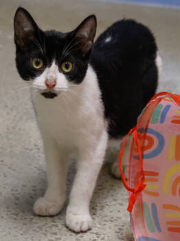 Rescue Domestic Short Hair Cats for Adoption in Verona, Wisconsin - Willow | PetCurious