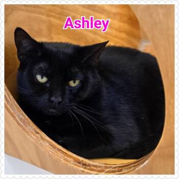 Domestic Short Hair Cats Available for Adoption in North Saint Paul, Minnesota - Ashley | PetCurious