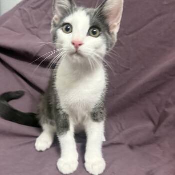 Ceviche -  Domestic Short Hair Cat for Adoption in Brea, California - Ceviche | PetCurious