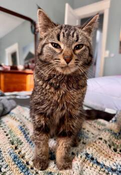 Domestic Short Hair Cats Available for Adoption in Cincinnati, Ohio - Teak | PetCurious