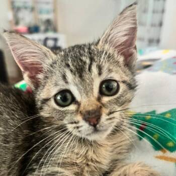 PB -  Domestic Short Hair Cat for Adoption in West Palm Beach, Florida - PB | PetCurious