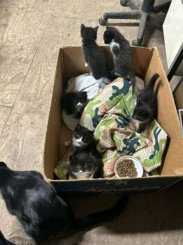 Domestic Short Hair Cats Available for Adoption in Grand Rapids, Michigan - Woodpecker (Woody) | PetCurious