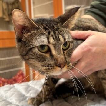 Rescue Domestic Short Hair Cats for Adoption in Murray, Utah - Bunny | PetCurious