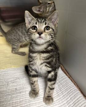 Laura Palmer (with Gordon Cole) -  Domestic Short Hair Cat for Adoption in Richmond, Virginia - Laura Palmer (with Gordon Cole) | PetCurious
