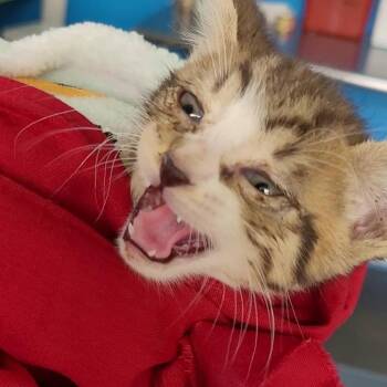 Taylor -  Domestic Short Hair Cat for Adoption in Montgomery, Alabama - Taylor | PetCurious