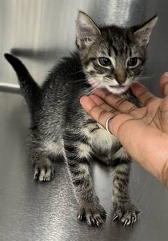 Rescue Domestic Short Hair Cats for Adoption - VIENNA | PetCurious