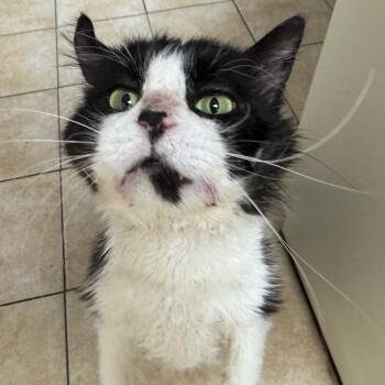 Mr. Tux -  Domestic Long Hair Cat for Adoption in Pekin, Illinois - Mr. Tux | PetCurious