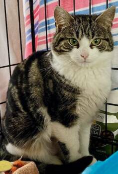 Domestic Short Hair Cats Available for Adoption - Penny | PetCurious