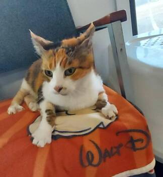 Rescue Domestic Short Hair Cats for Adoption in Owensboro, Kentucky - Freya | PetCurious