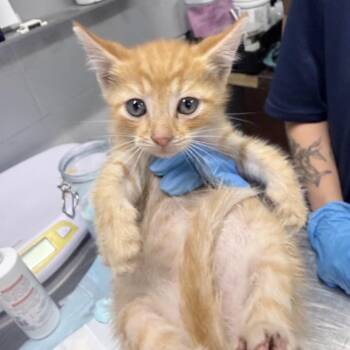 Boogie -  Domestic Short Hair Cat for Adoption in Summerville, South Carolina - Boogie | PetCurious