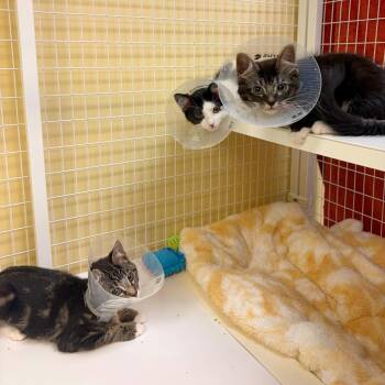Athena -  Domestic Short Hair Cat for Adoption in Woodinville, Washington - Athena | PetCurious