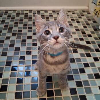 Clover -  Domestic Short Hair Cat for Adoption in Pittsburgh, Pennsylvania - Clover | PetCurious