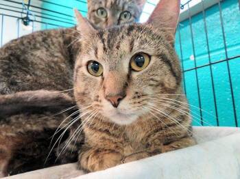 Domestic Short Hair Cats Available for Adoption in Oklahoma City, Oklahoma - MR.BABY | PetCurious