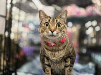 Mama (Greedjinn) -  Domestic Short Hair Cat for Adoption in Grovetown, Georgia - Mama (Greedjinn) | PetCurious