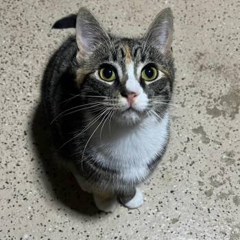 Socks -  Domestic Short Hair Cat Available for Adoption in Hamilton, Ontario - Socks | PetCurious