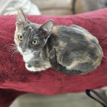 Domestic Short Hair Cats Available for Adoption in Cumming, Georgia - Bougie | PetCurious