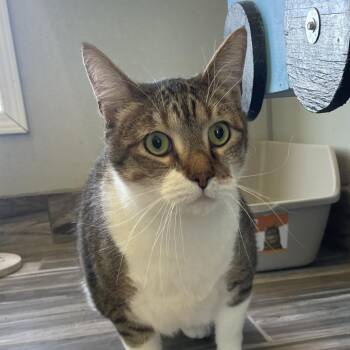 American Shorthair Cats Available for Adoption - Alfin | PetCurious