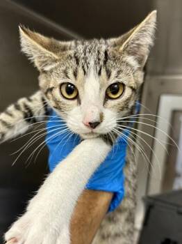 Spark Plug -  Domestic Short Hair Cat for Adoption in Wichita, Kansas - Spark Plug | PetCurious