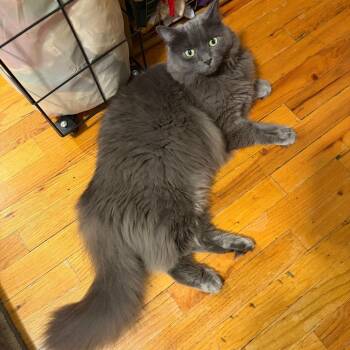Charles -  Domestic Long Hair Cat for Adoption in New York, New York - Charles | PetCurious