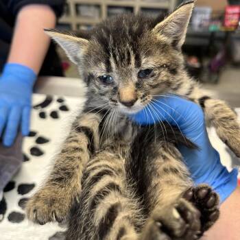 Raiden -  American Shorthair Cat for Adoption in Mt. Juliet, Tennessee - Raiden | PetCurious