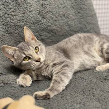 Polly -  Domestic Short Hair Cat for Adoption in Ridgely, Maryland - Polly | PetCurious