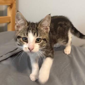 Rescue Tabby and Domestic Short Hair Cats for Adoption in Bethel, Connecticut - Clover   SASSY AND FUN | PetCurious