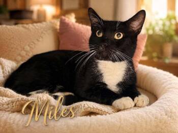 Miles 295 -  Domestic Short Hair Cat for Adoption in Mount Laurel Township, New Jersey - Miles 295 | PetCurious