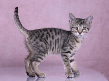 Summer -  Domestic Short Hair and Tabby Cat for Adoption in Tuscaloosa, Alabama - Summer | PetCurious