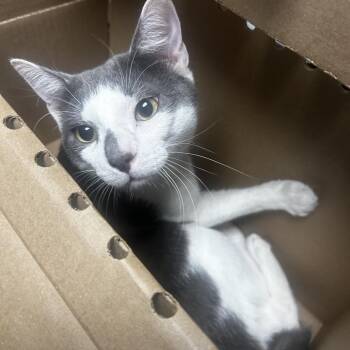 Domestic Short Hair Cats Available for Adoption in Philadelphia, Pennsylvania - Jeans | PetCurious
