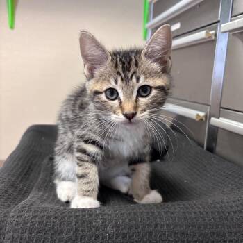 Slushie -  Domestic Short Hair Cat for Adoption in Goleta, California - Slushie | PetCurious