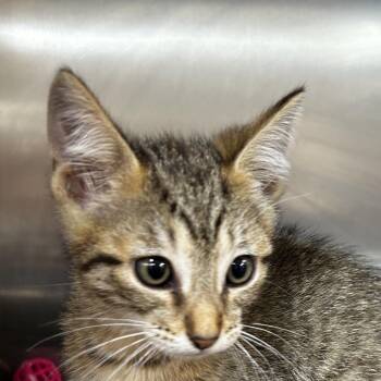 Joey -  Domestic Short Hair Cat for Adoption in Leander, Texas - Joey | PetCurious