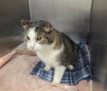 Rescue Domestic Short Hair Cats for Adoption in Tulsa, Oklahoma - CAP'N CRUNCH | PetCurious