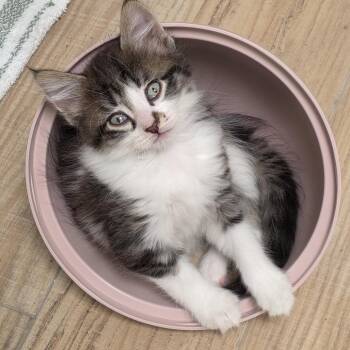 Domestic Long Hair Cats Available for Adoption in Oak Brook, Illinois - Big Mac | PetCurious