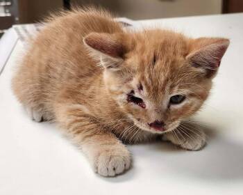 Highway -  Domestic Short Hair Cat for Adoption in Republic, Missouri - Highway | PetCurious